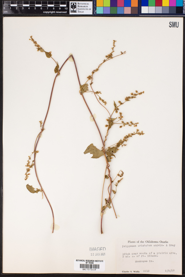 Polygonum cristatum image