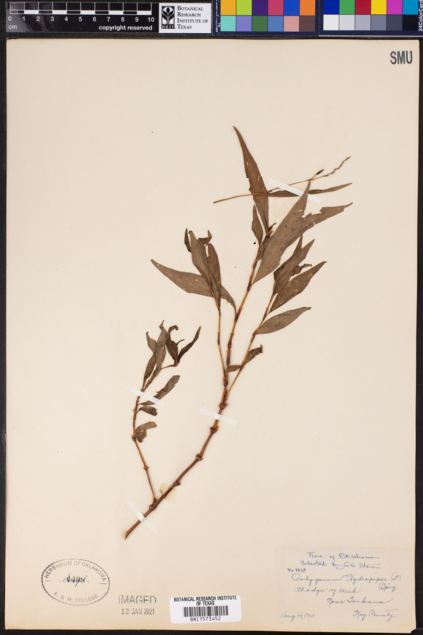 Persicaria hydropiper image