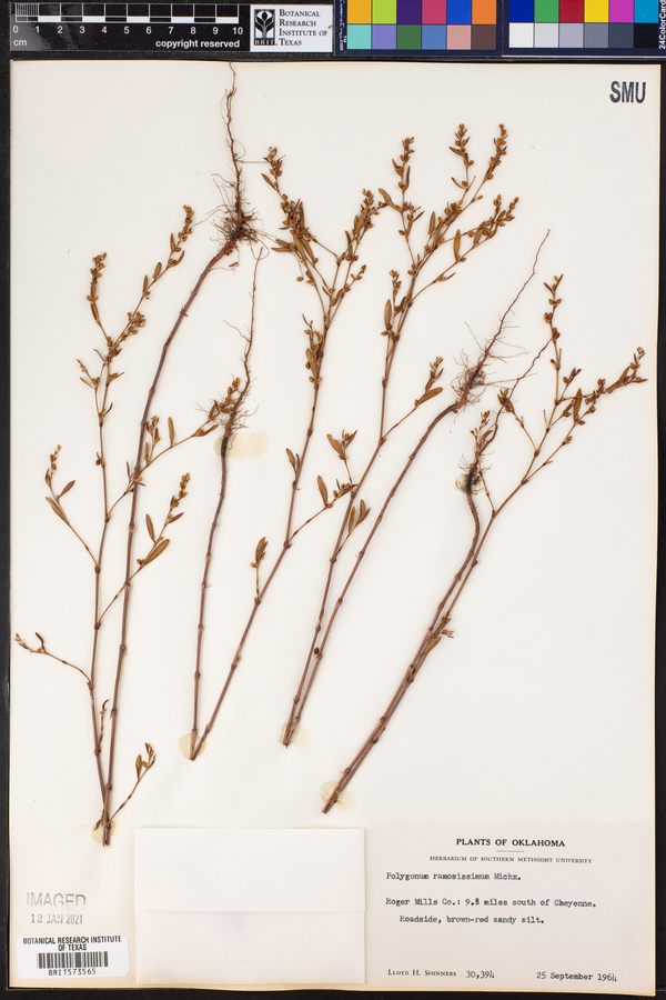 Polygonum ramosissimum image