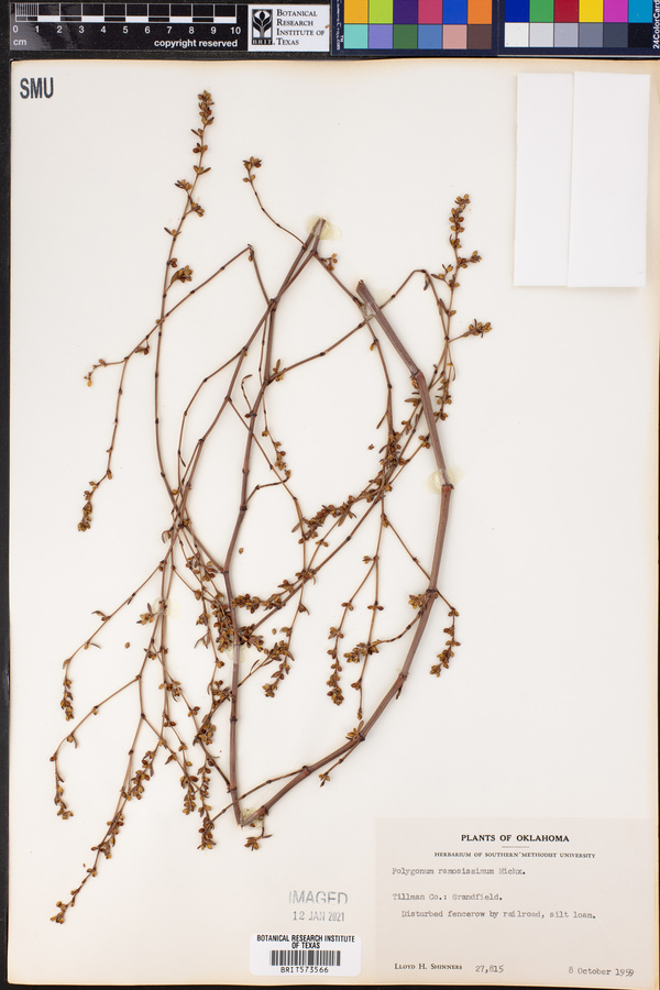 Polygonum ramosissimum image