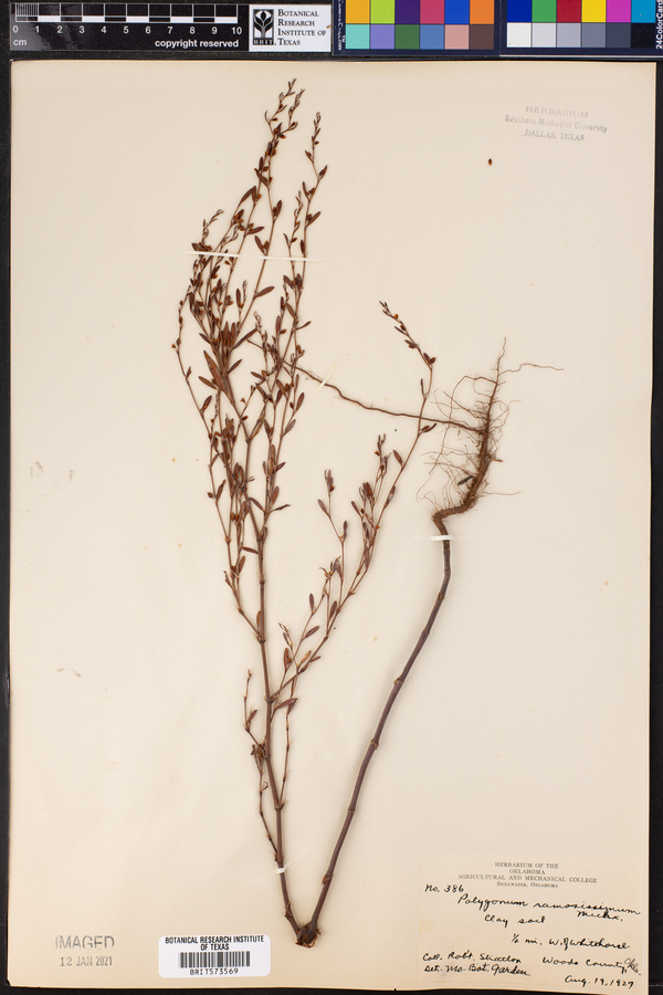 Polygonum ramosissimum image