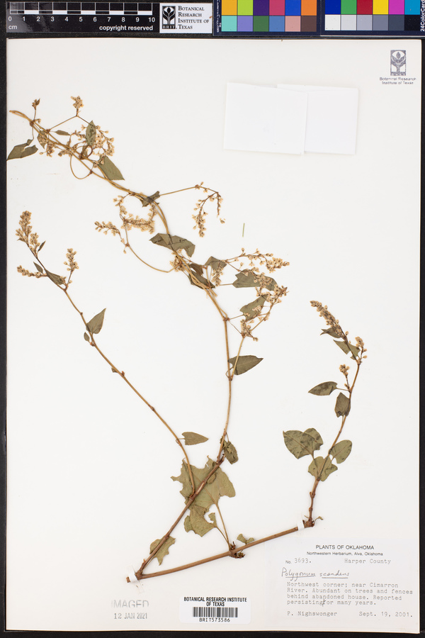 Polygonum scandens image