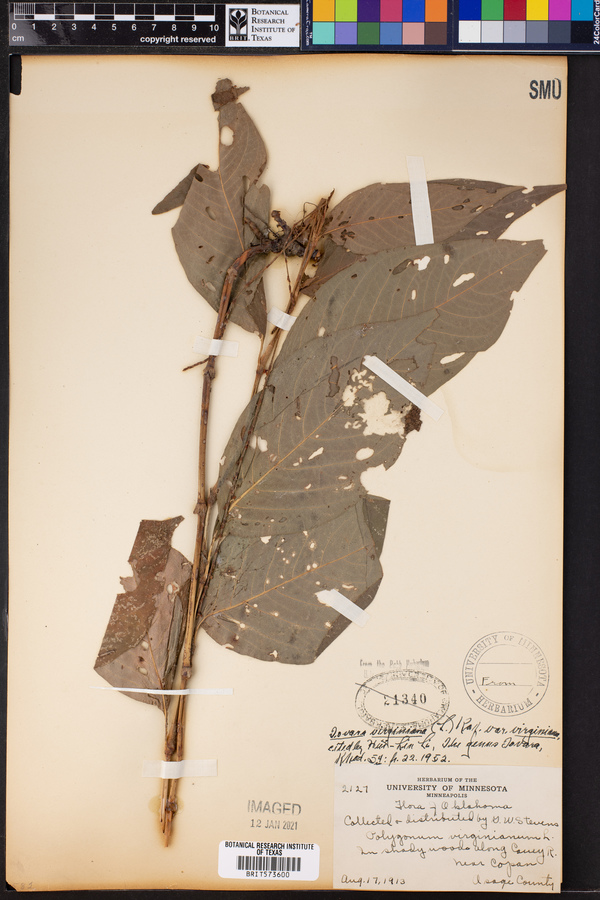 Tovara virginiana image