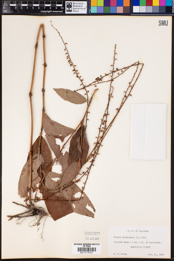 Tovara virginiana image