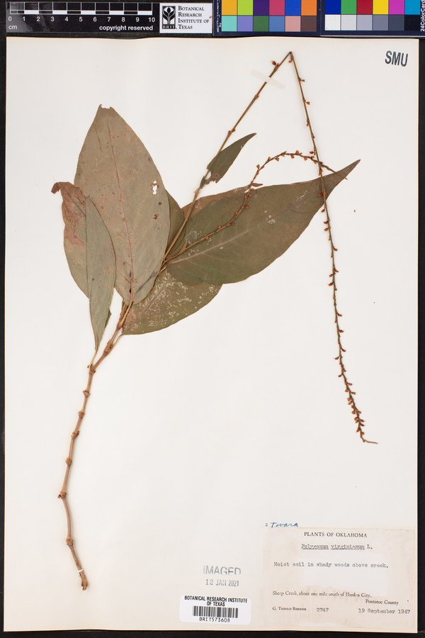 Tovara virginiana image