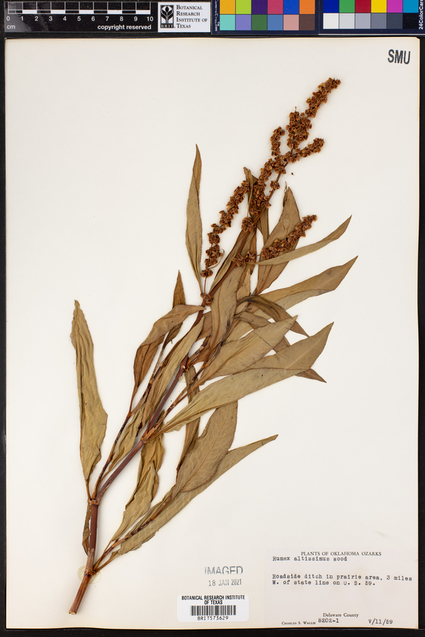 Rumex altissimus image