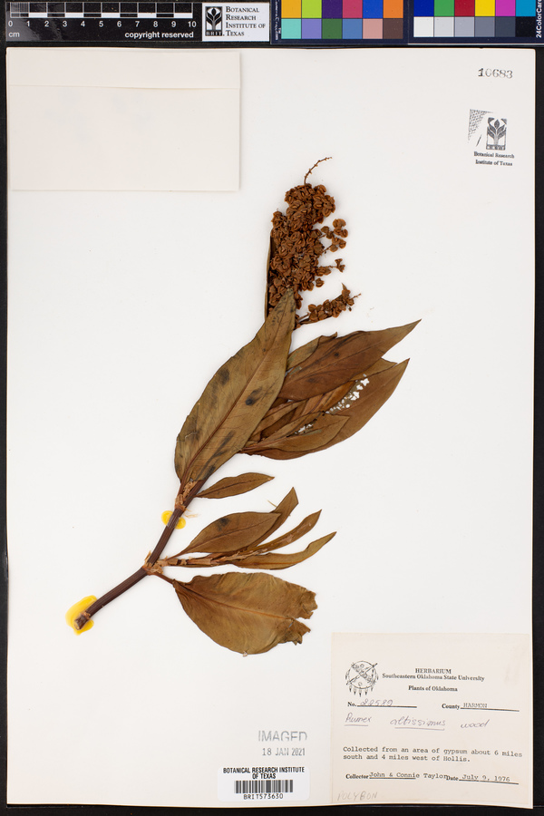 Rumex altissimus image