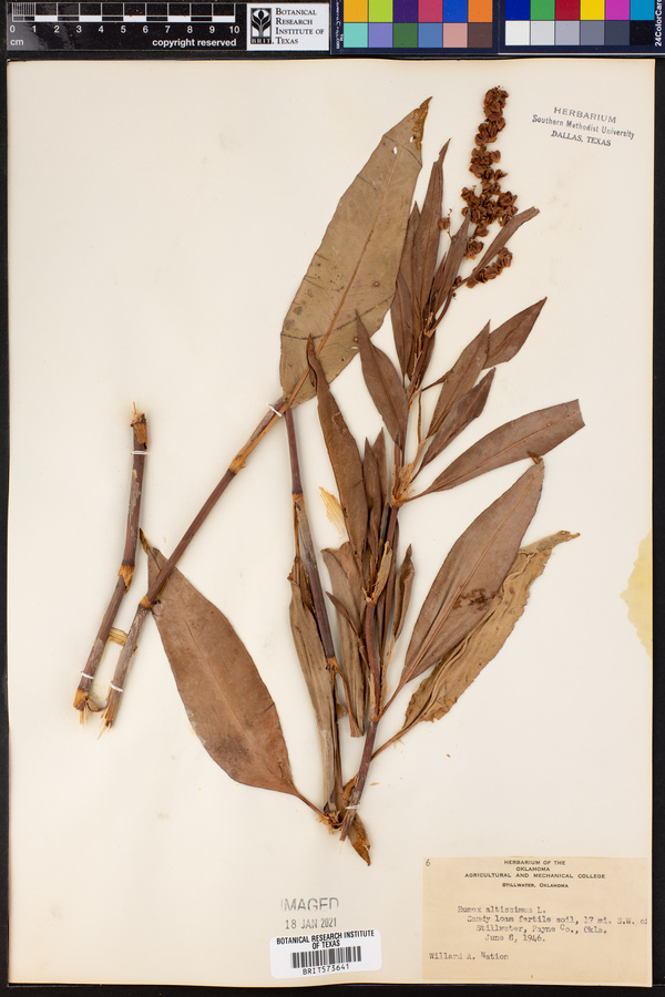 Rumex altissimus image
