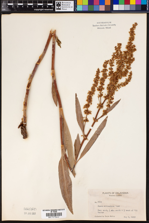 Rumex altissimus image