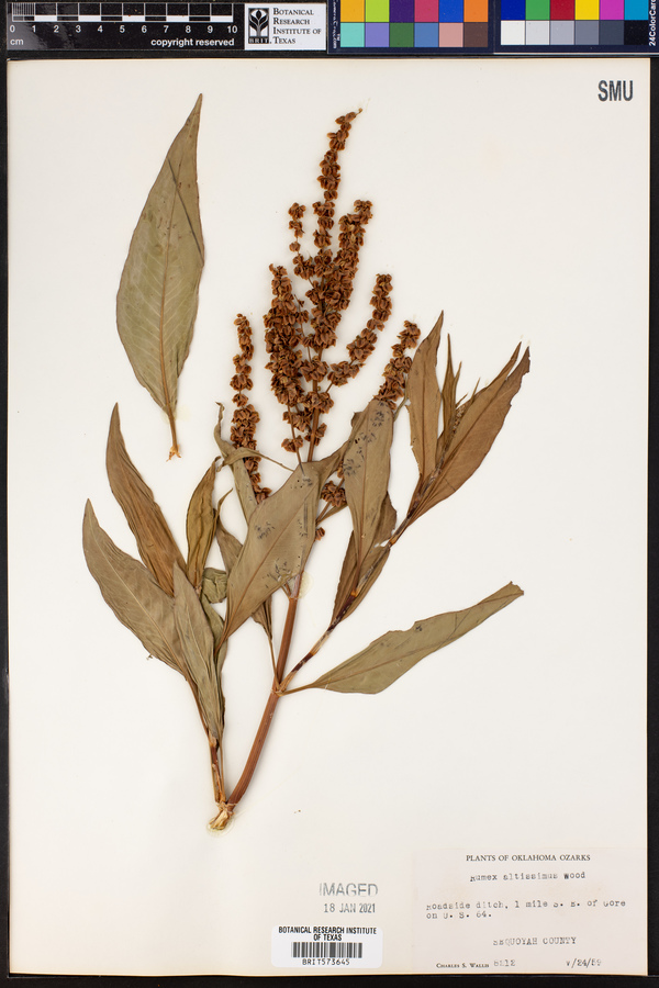 Rumex altissimus image