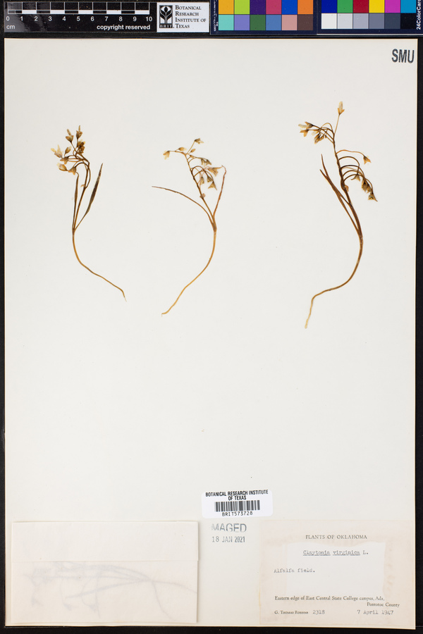 Claytonia virginica image