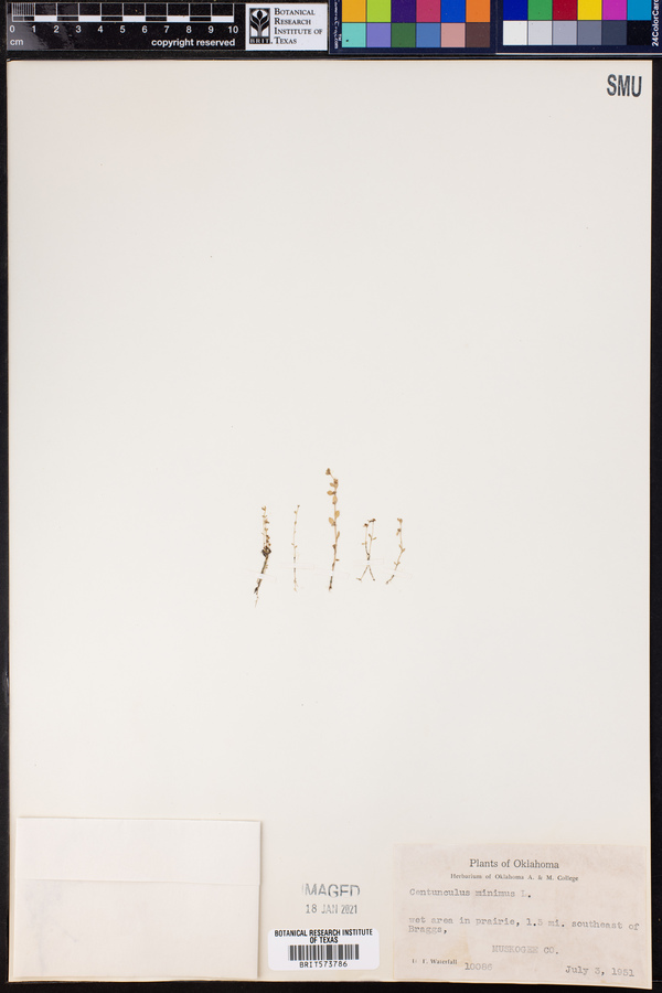 Anagallis minima image
