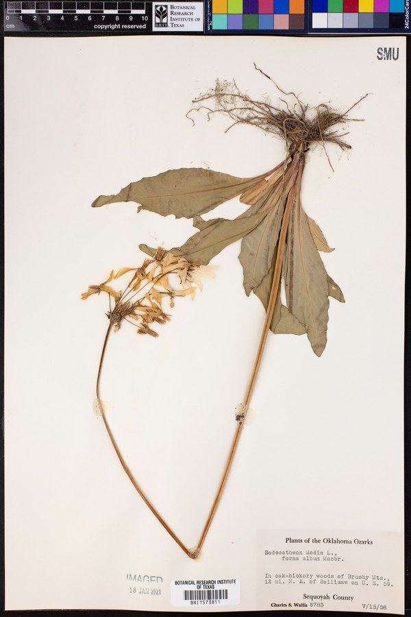 Dodecatheon meadia image