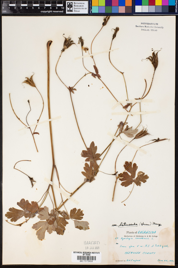 Aquilegia canadensis image