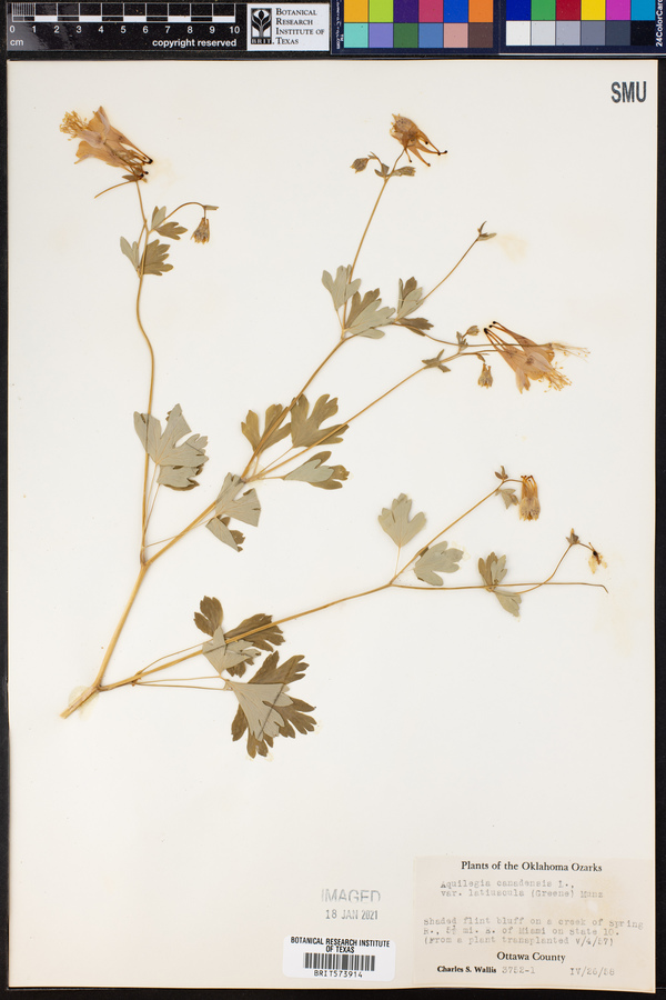 Aquilegia canadensis image