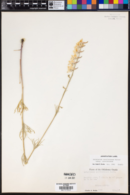 Delphinium carolinianum subsp. carolinianum image