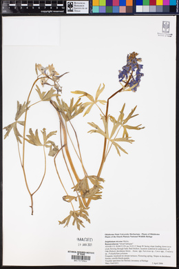 Delphinium tricorne image