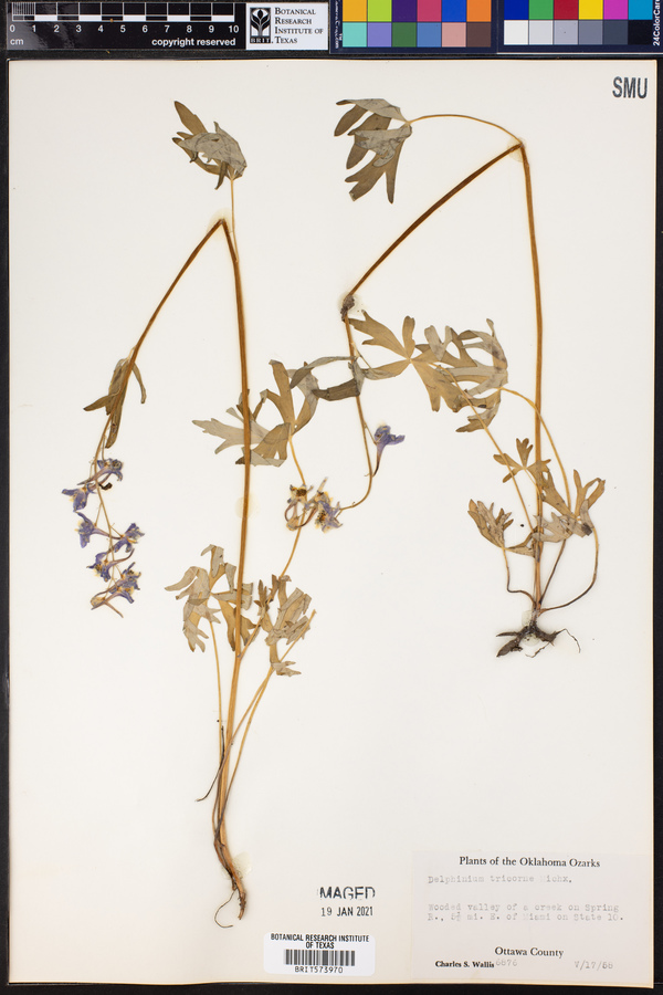Delphinium tricorne image