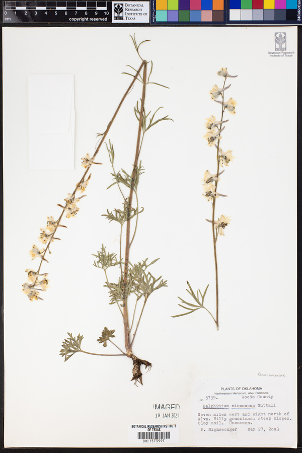 Delphinium carolinianum ssp. virescens image