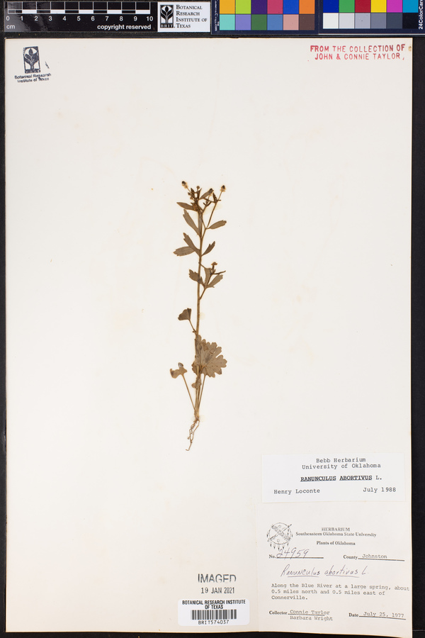 Ranunculus abortivus image