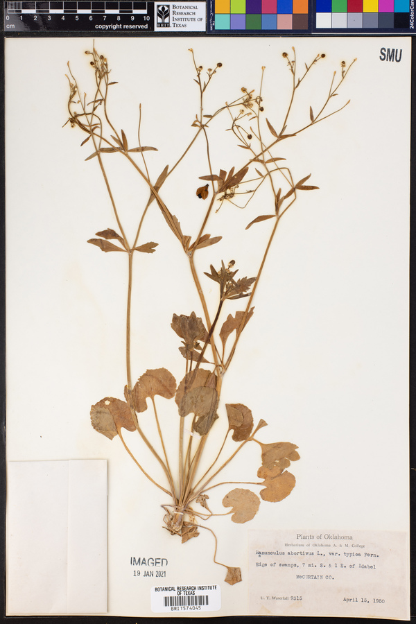Ranunculus abortivus image