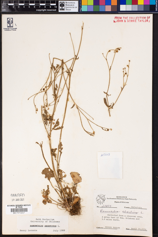 Ranunculus abortivus image