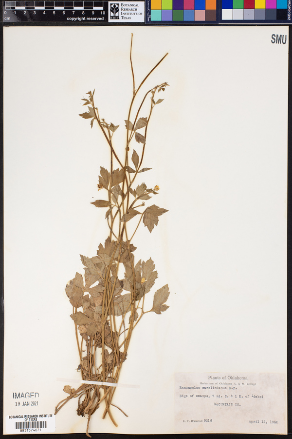 Ranunculus carolinianus image