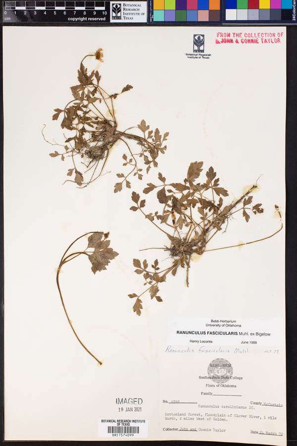 Ranunculus fascicularis image