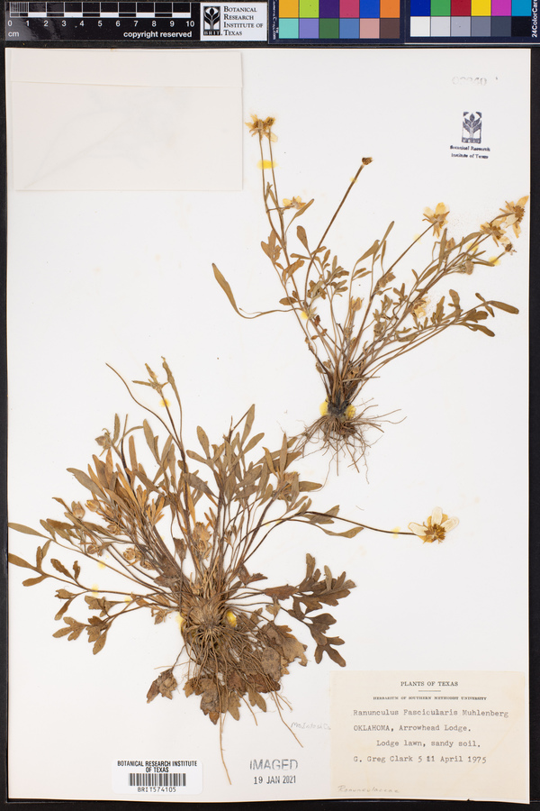 Ranunculus fascicularis image