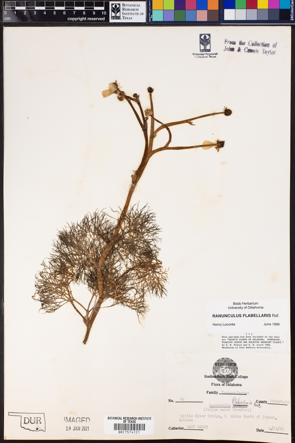 Ranunculus flabellaris image