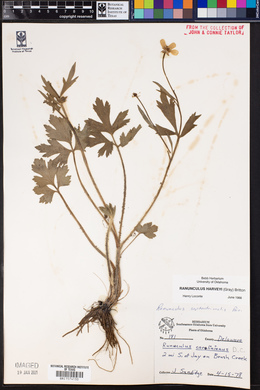Image of Ranunculus harveyi