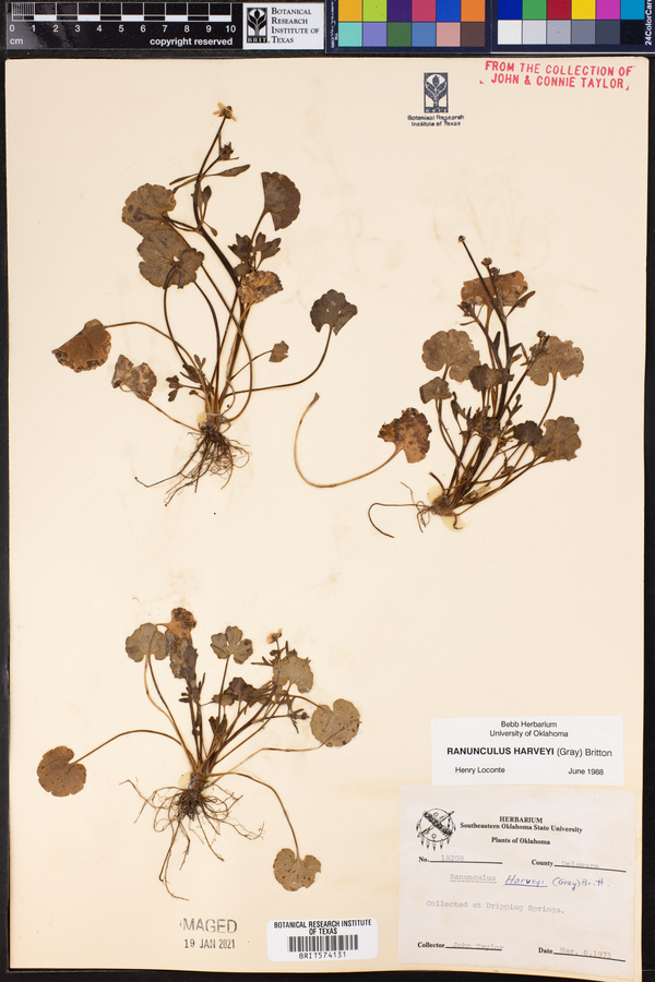 Ranunculus harveyi image