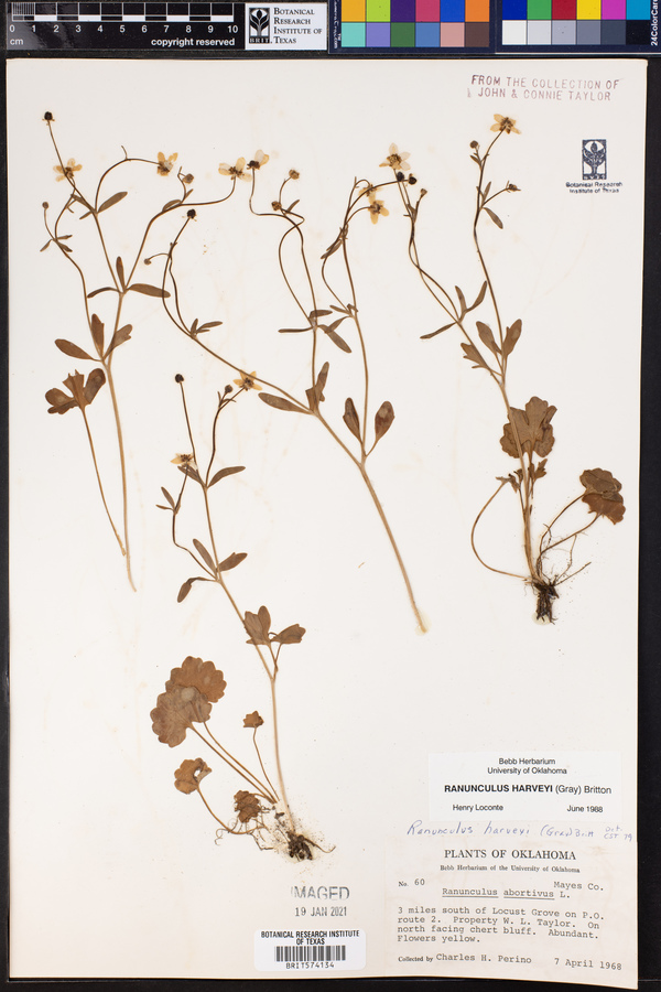 Ranunculus harveyi image