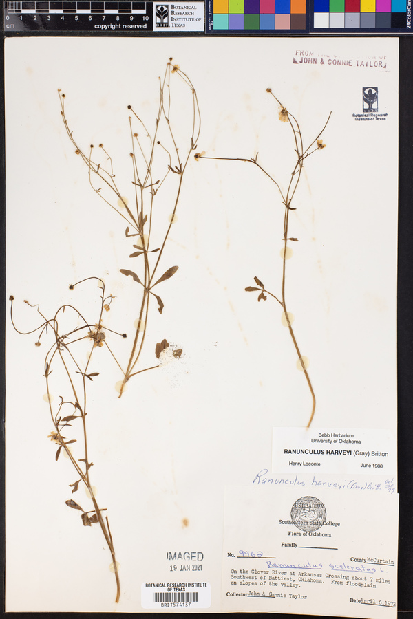Ranunculus harveyi image