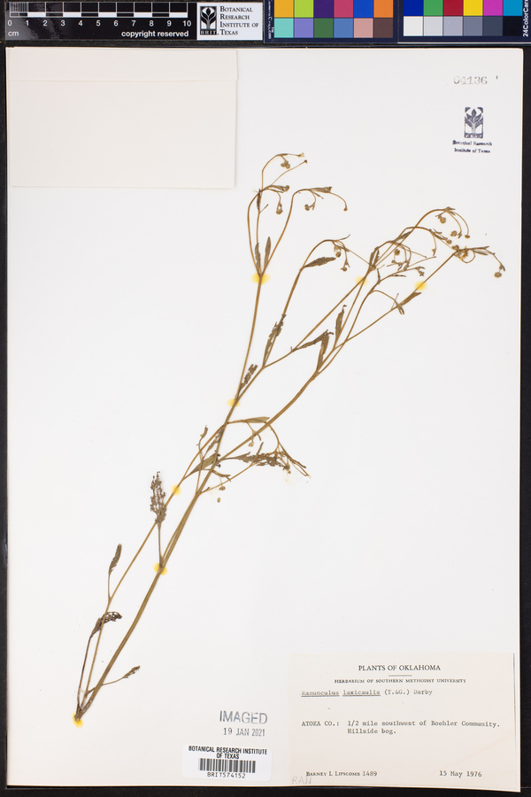 Ranunculus laxicaulis image