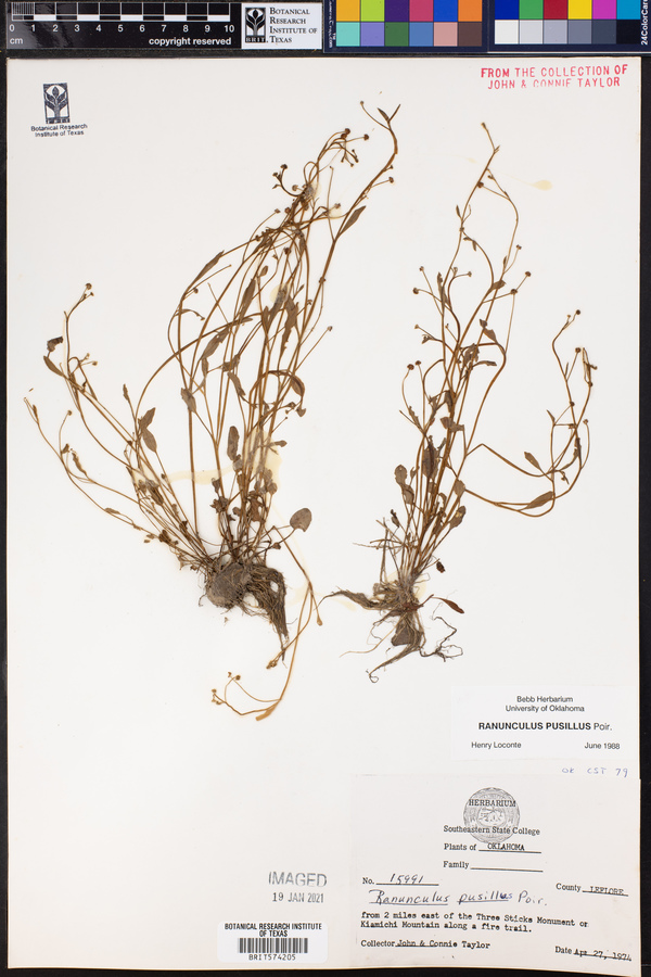 Ranunculus pusillus image