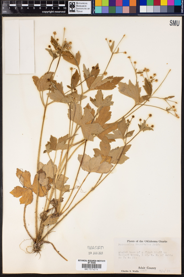 Ranunculus recurvatus image