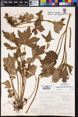 Image of Ranunculus recurvatus