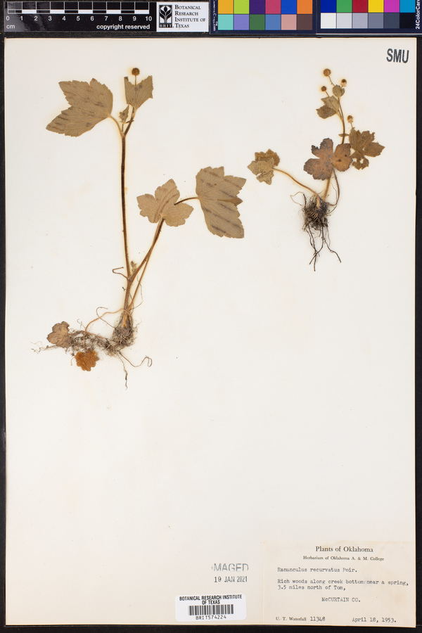 Ranunculus recurvatus image