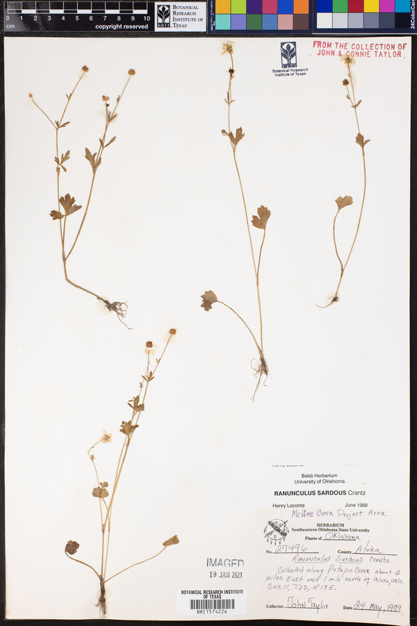 Ranunculus sardous image