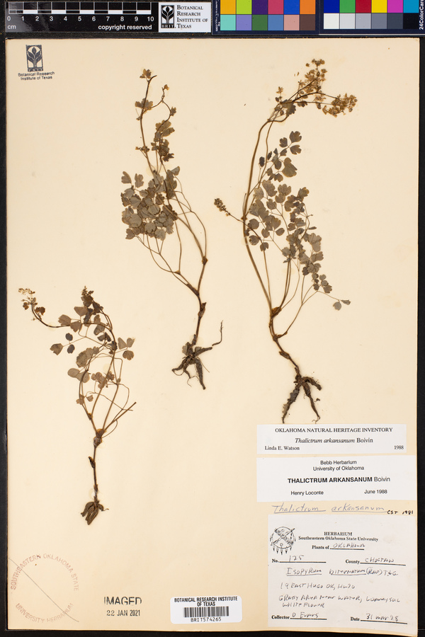 Thalictrum arkansanum image