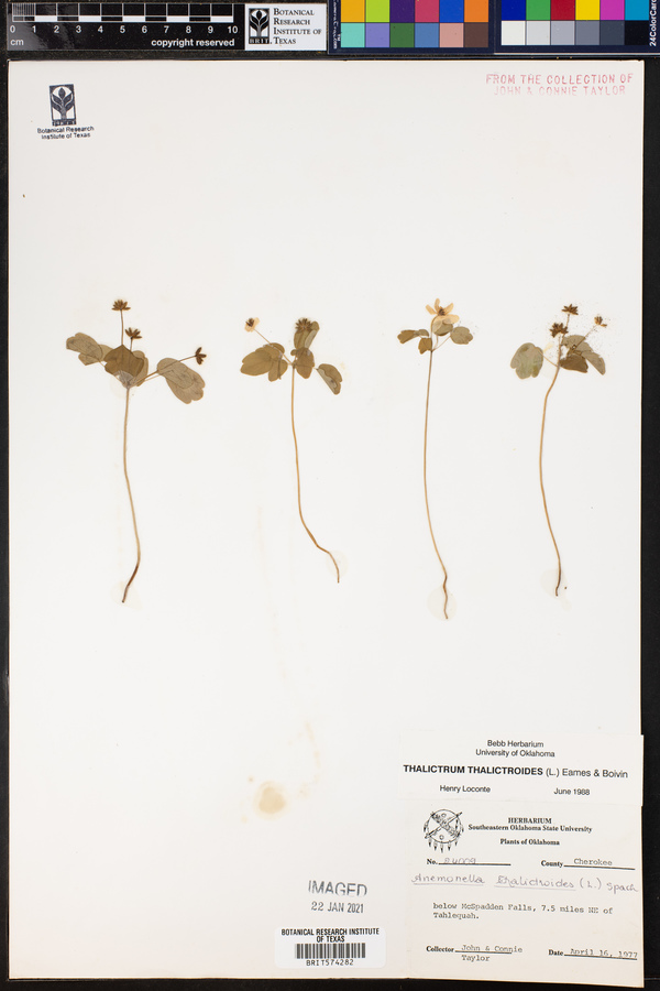 Thalictrum thalictroides image