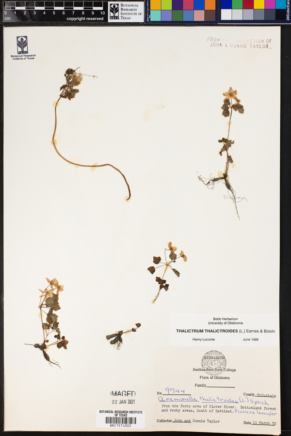 Thalictrum thalictroides image