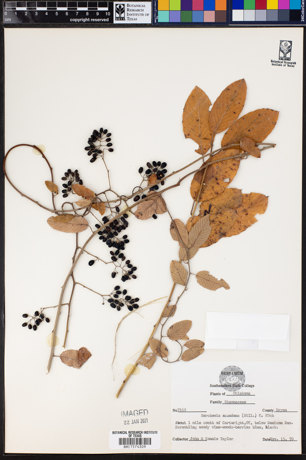 Berchemia scandens image