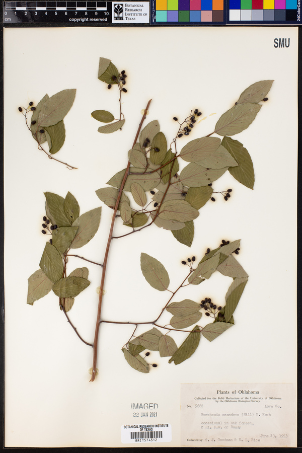 Berchemia scandens image