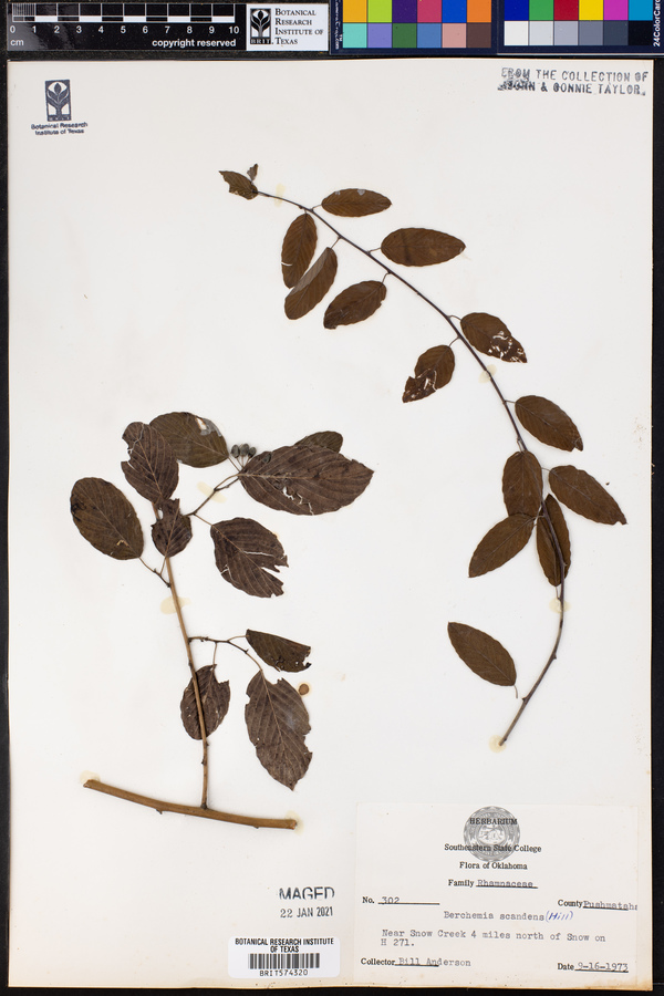 Berchemia scandens image