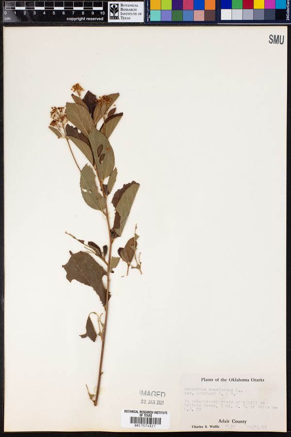 Ceanothus americanus image