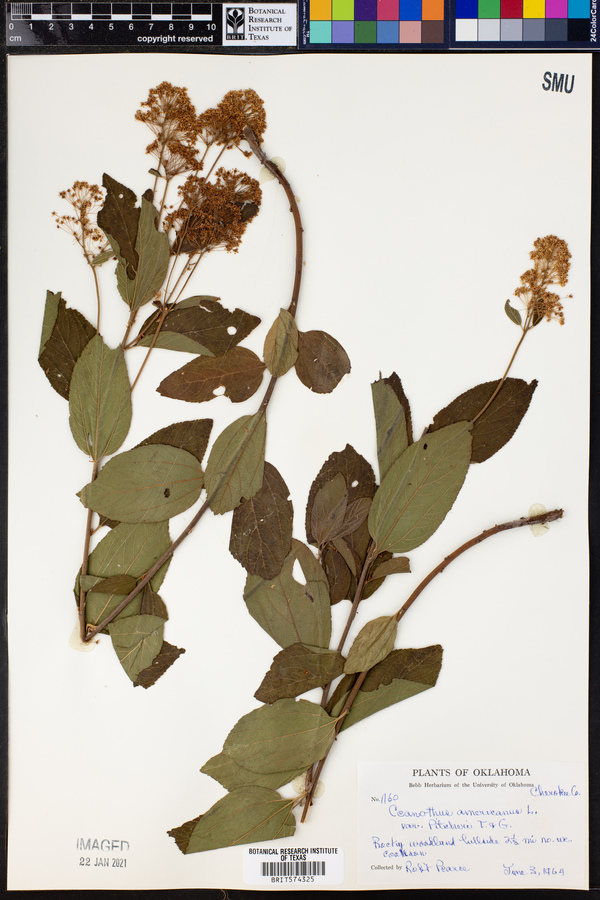 Ceanothus americanus var. pitcheri image