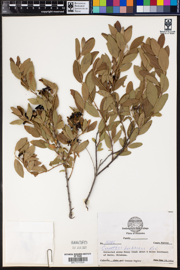 Ceanothus herbaceus image