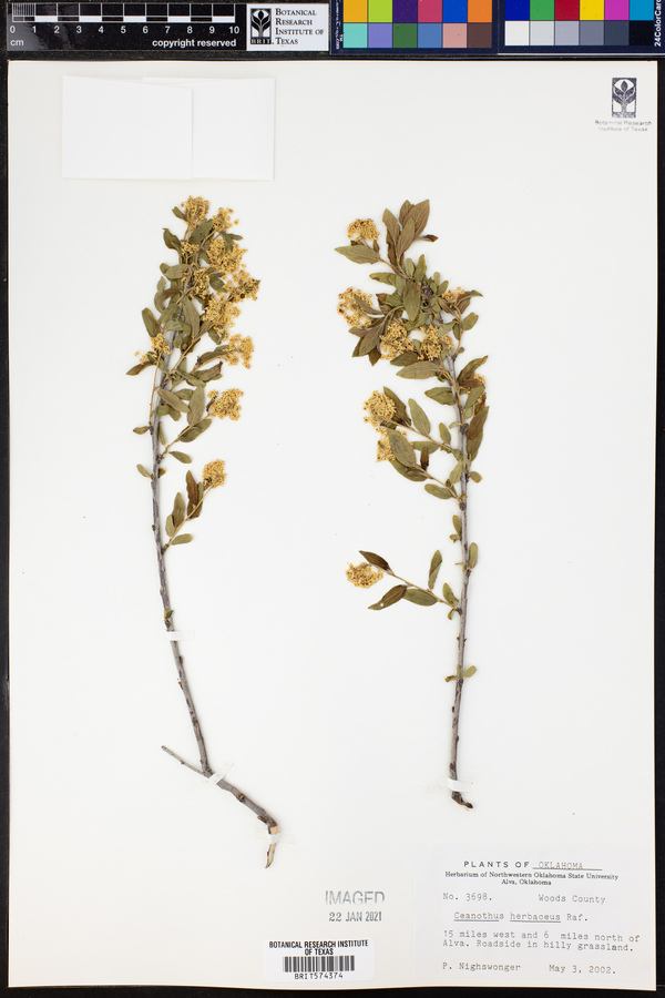 Ceanothus herbaceus image